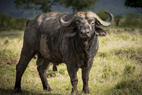 10 ngày cuối tháng 6 Âm lịch, 3 con giáp này dễ gặp may mắn đủ đường, giàu hơn 'trúng số độc đắc'