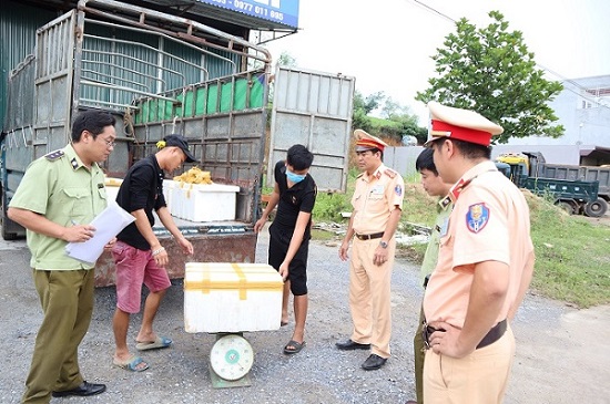 Phú Thọ: xử phạt, tiêu hủy gần 600kg nội tang động vật đang bị phân hủy và có mùi hôi thối