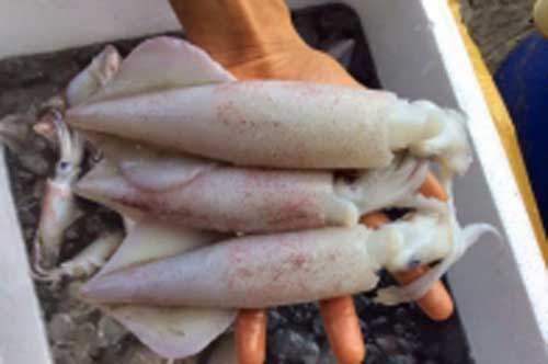 Thấy hải sản có đặc điểm này tuyệt đối không được mua, đó là dấu hiệu của thuốc tẩy trắng "cực độc"