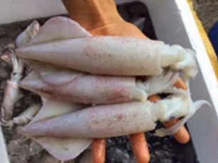Thấy hải sản có đặc điểm này tuyệt đối không được mua, đó là dấu hiệu của thuốc tẩy trắng "cực độc"
