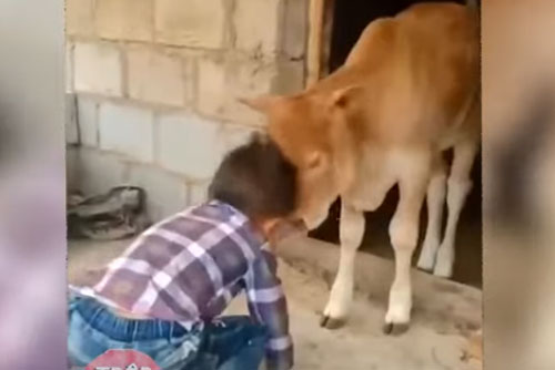 CLIP: Tổng hợp những tình huống hài hước nhất trên mạng xã hội TikTok