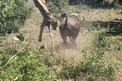 Săn trâu rừng, sư tử còi nhận cái kết thảm thương