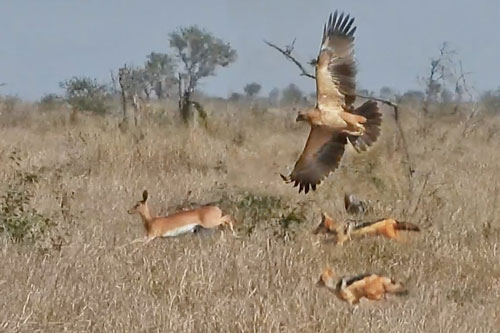 Đại bàng phối hợp với chó hoang săn linh dương và cái kết đầy bất ngờ