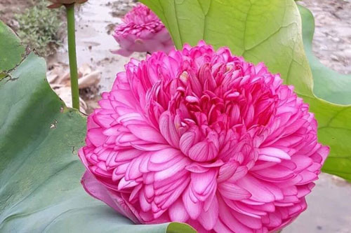 Sen nghìn cánh giá cả triệu vẫn được những người yêu hoa lùng sục khắp chợ mạng mua về trồng