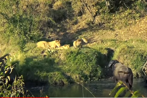CLIP: Đàn sư tử "bất lực" trước trâu rừng