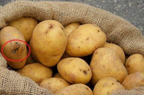 Ăn khoai tây theo những cách này dễ "đầu độc" cả nhà, nguy hiểm nhất là điều số 3