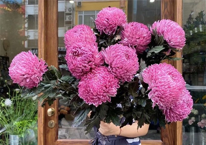 Hoa cúc xanh khổng lồ đắt gấp 20 lần hàng chợ có gì đặc biệt mà gây 'sốt'?