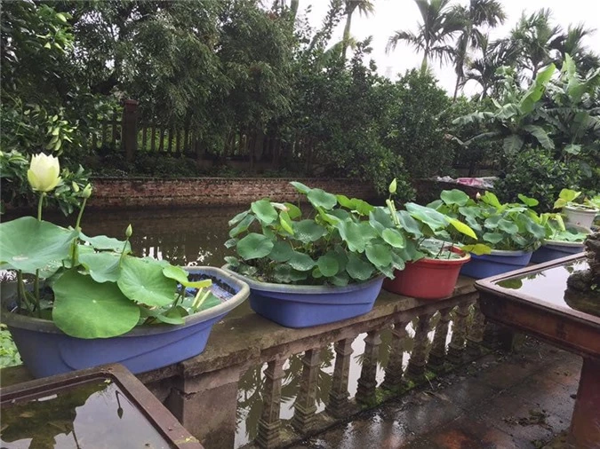 Dân chơi phát cuồng vì những chậu sen nghìn cánh giá cả triệu vẫn lùng sục khắp chợ mạng mua về trồng làm đẹp sân thượng, ban công, sân, ao vườn nhà - Ảnh 8. Dân chơi phát cuồng vì những chậu sen nghìn cánh giá cả triệu vẫn lùng sục khắp chợ mạng mua về trồng làm đẹp sân thượng, ban công, sân, ao vườn nhà - Ảnh 8.