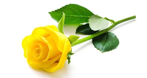  Hoa hồng vàng thường được chọn để tặng bạn bè, người thân hay đồng nghiệp.