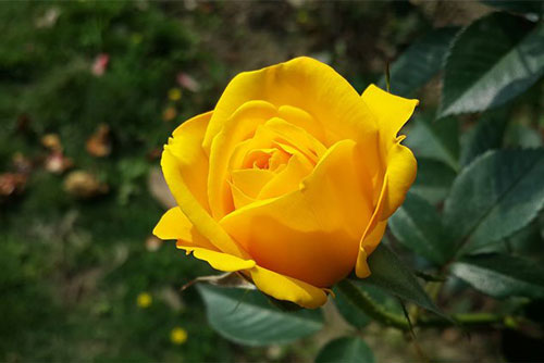 Ý nghĩa hoa hồng vàng là gì? Truyền thuyết loài hoa này