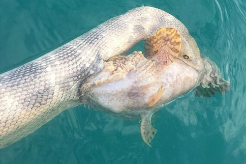 Rắn biển'đồng quy vu tận' với cá đá gai độc