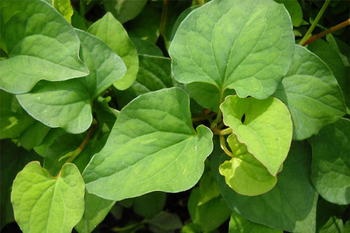 Ai cũng biết rau diếp cá rất tốt nhưng ăn kiểu này chắc khác nào tự 'đầu độc' bản thân, hãy tránh xa kẻo tổn thọ, chết non