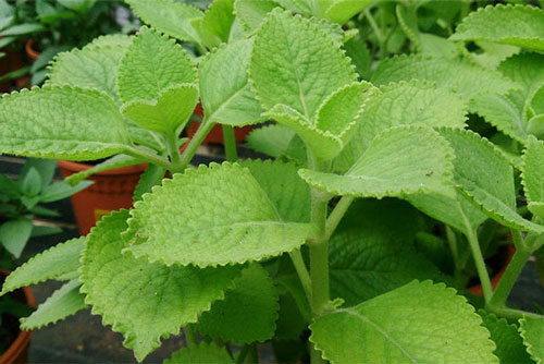 Những cách dùng rau tần trị ho hiệu quả tại nhà