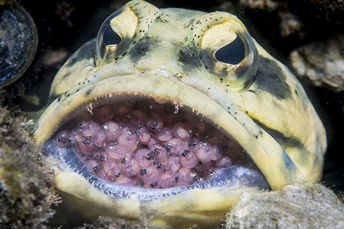 Khám phá 7 phương thức sinh sản ‘quái gở’ nhất của các loài động vật