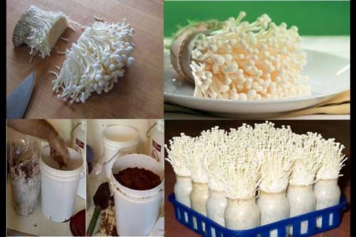 Mách bạn 2 cách tự trồng nấm kim châm tại nhà đơn giản, chỉ 2 tuần là "ăn đã đời"