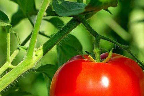 Bộ phận "cực độc" của các loại rau củ, tuyệt đối không nên ăn