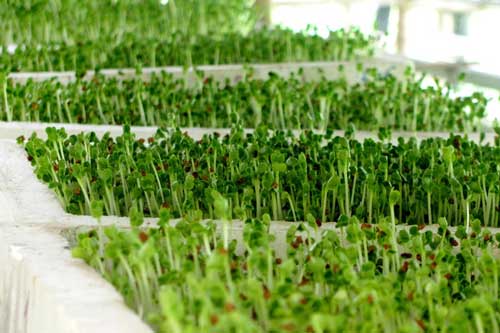 Hướng dẫn trồng rau mầm sau 5 ngày có thể thu hoạch