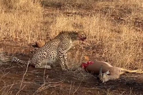 CLIP: Linh dương Impala xui xẻo phải bỏ mạng khi bị báo săn tấn công