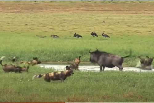 CLIP: Linh dương đầu bò bỏ mạng trong vòng vây của đàn chó hoang