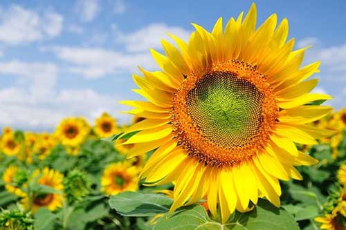 Dùng hoa hướng dương theo cách này bạn sẽ có ngay bài thuốc quý giá, số 4 nhiều người rất cần