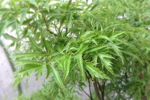 Dùng lá đinh lăng làm theo cách này có thể chữa bệnh thiếu máu não tại nhà vừa đơn giàn, vừa hiệu quả mà ít tốn kém