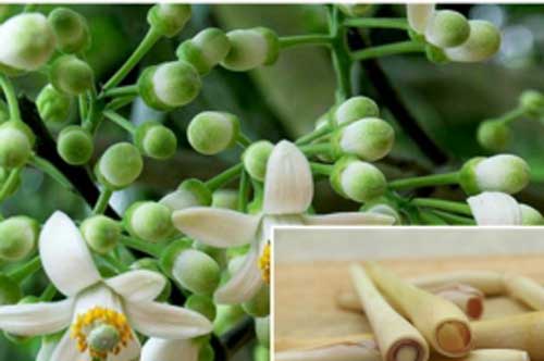 Mua hoa bưởi kèm theo một củ sả rồi dùng theo cách này, đúng 3 ngày sau bạn sẽ thấy điều kì diệu