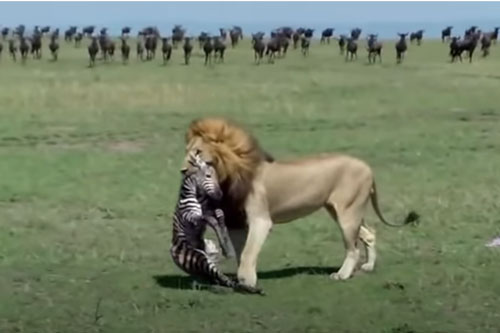 CLIP: Vừa mới chào đời, ngựa vằn đã bị sư tử ăn thịt