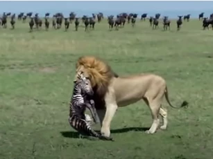 CLIP: Vừa mới chào đời, ngựa vằn đã bị sư tử ăn thịt