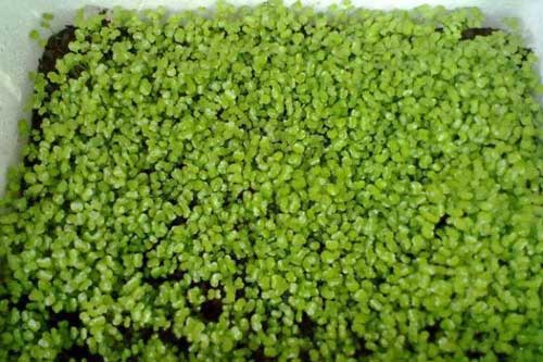 Hướng dẫn cách trồng rau mầm mè đen tươi ngon, đơn giản tại nhà