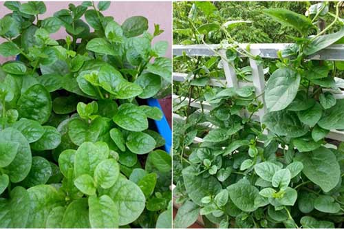 Bị những bệnh này đừng vội đến bác sĩ chỉ cần một nắm rau mồng tơi là khỏi