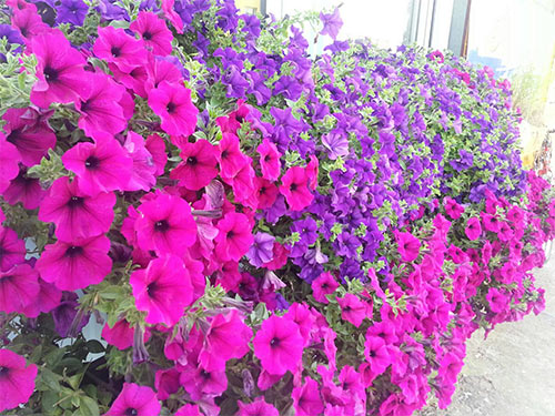 Các loài hoa trồng ở ban công đẹp nhất được mọi người lựa chọn để nhà mình nổi bật nhất khu phố