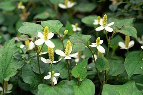 Công thức đơn giản giúp trắng da với rau diếp cá