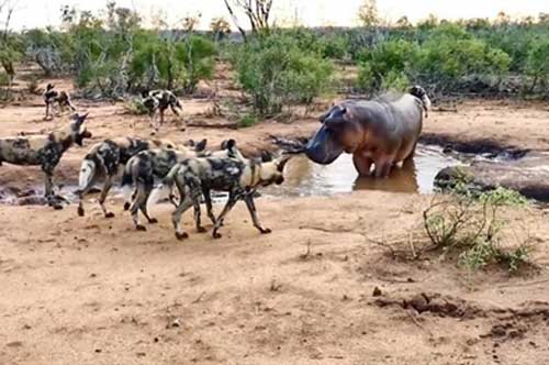 Hà mã đương đầu bầy chó hoang thiện chiến