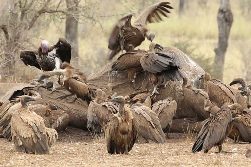 Kền kền lớn nhất châu Phi ‘xẻ thịt’ voi