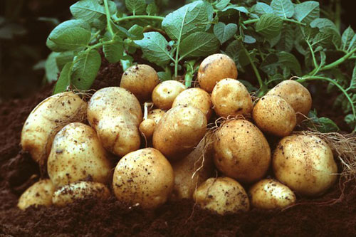 Sai lầm khi chế biến và ăn khoai tây khiến nội tạng bị phá hủy mà nhiều người Việt vẫn phạm phải