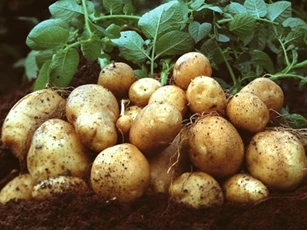 Sai lầm khi chế biến và ăn khoai tây khiến nội tạng bị phá hủy mà nhiều người Việt vẫn phạm phải