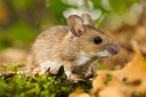 Dự đoán tử vi tuần mới (10/8-16/8/2020) cho 12 con giáp: Tuổi Tý xui xẻo đủ đường, tuổi Sửu dễ ‘thoát ế’