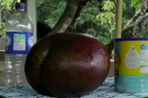Quả xoài lớn nhất thế giới ở Colombia nặng hơn 4kg