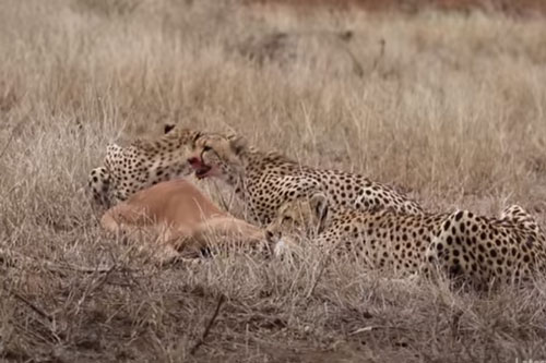 CLIP: Linh dương Impala tự "nộp mạng" cho đàn báo săn