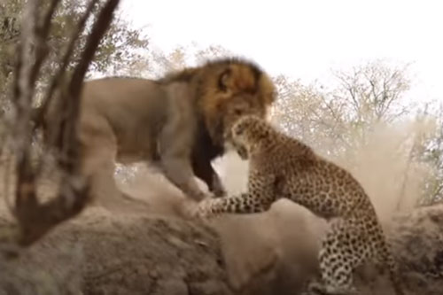 CLIP: Bị sư tử "đánh lén", báo hoa mai vẫn thoát chết "thần kỳ"