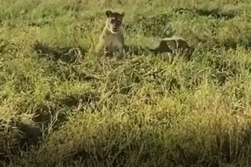 CLIP: Sư tử cái tấn công đàn linh cẩu