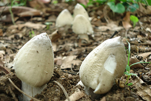 Nấm mối là nấm gì mà dù đắt đỏ giá tiền triệu nhưng các bà nội trợ vẫn lùng mua bằng được kể cả đặt hàng cả tuần mới có?