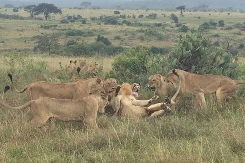 Bầy sư tử cái tấn công sư tử đực.