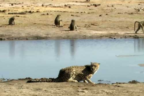Lạc vào lãnh thổ khỉ đầu chó, báo săn "sợ mất mật"