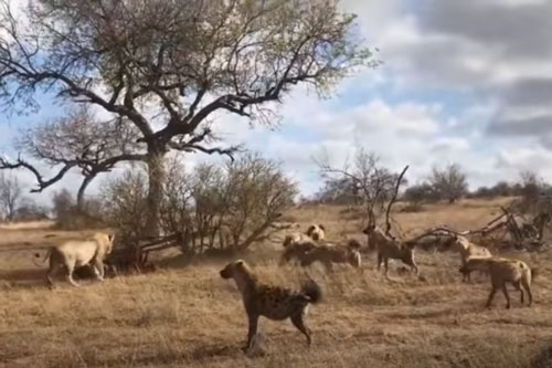 CLIP: Đàn linh cẩu kéo nhau đi cướp mồi của sư tử và cái kết