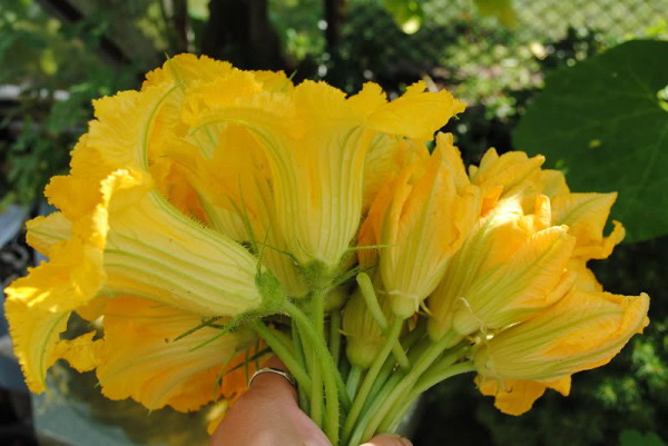 Công dụng 'toàn năng' của hoa bí - thực phẩm bổ dưỡng tuyệt vời!