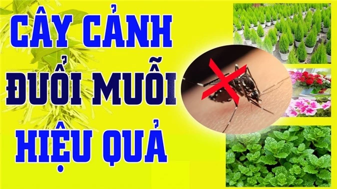 cay-duoi-muoi