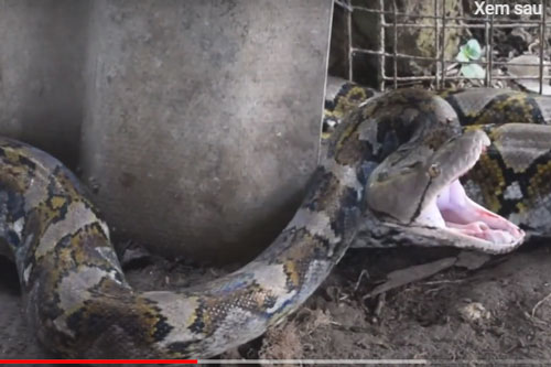 Thanh niên "dũng cảm" 1 tay tóm sống trăn “khủng” dài 4m
