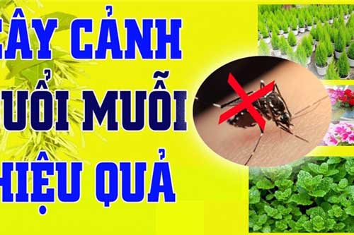 Trồng 5 cây này trong nhà, vừa hợp phong thủy lại có tác dụng đuổi muỗi