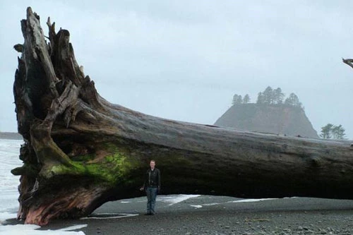Cây gỗ khổng lồ dạt vào bờ biển.